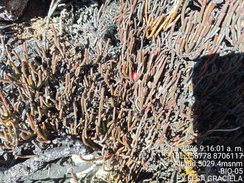 Ephedra rupestris, photograph 4