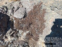 Ephedra rupestris, photograph (c) Alfredo Gutierrez Dipaz, some rights reserved (CC BY)