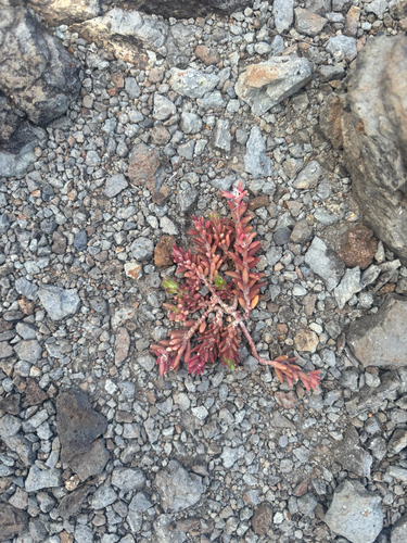 Portulaca pilosa observed 2026-08-11