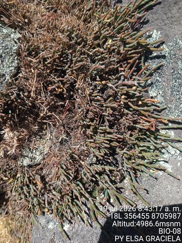 Ephedra rupestris, photograph 6