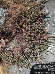 Ephedra rupestris, photograph (c) Alfredo Gutierrez Dipaz, some rights reserved (CC BY)