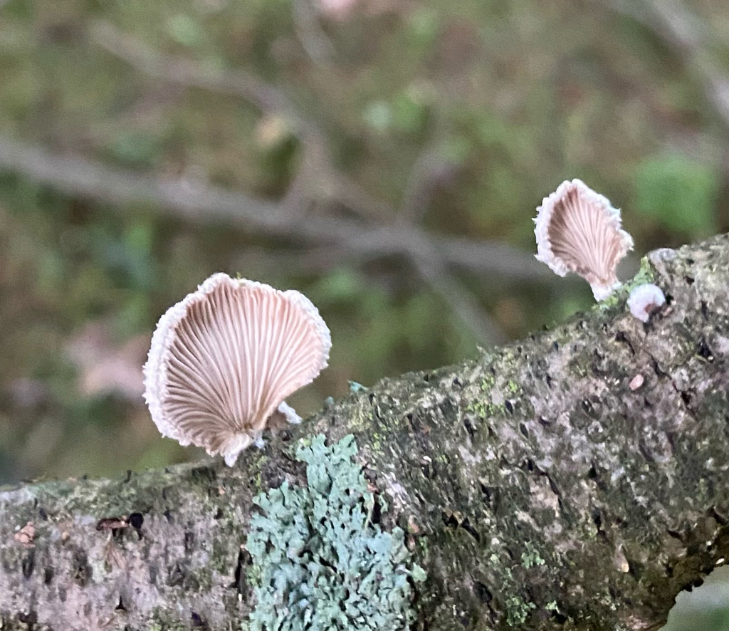splitgill mushroom · August 2026 · photo: Photo: no rights reserved · iNaturalist