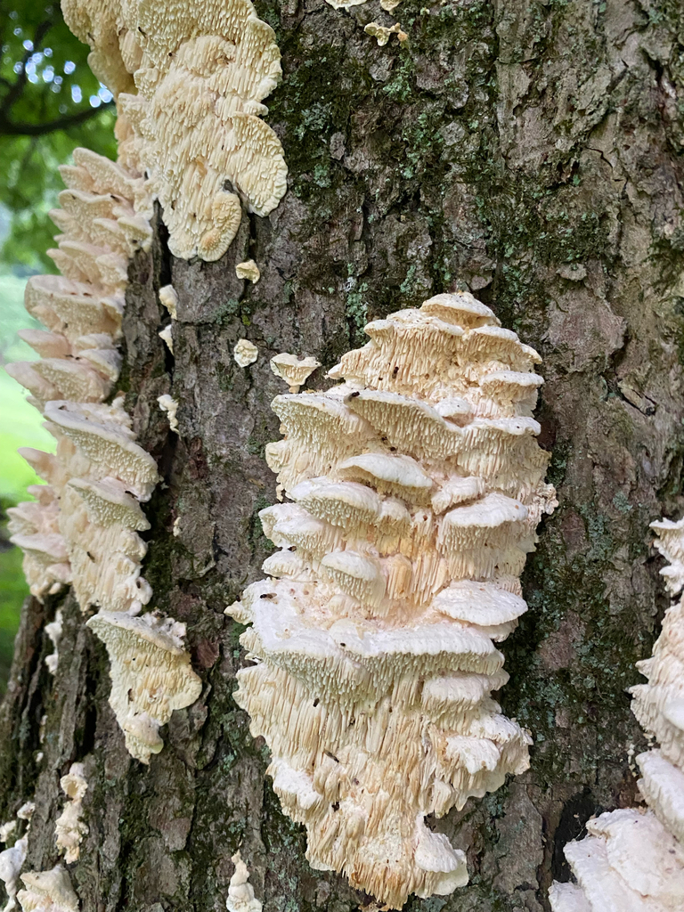 Irpiciporus mollis · August 2026 · photo: Photo: no rights reserved · iNaturalist