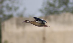 Amazonetta brasiliensis