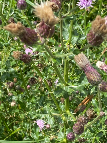creeping thistle