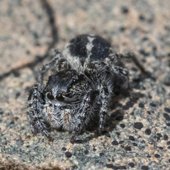 Pellenes peninsularis