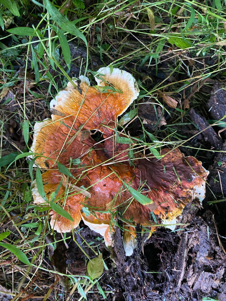 Ganoderma sessile · August 2026 · photo: Photo: no rights reserved · iNaturalist