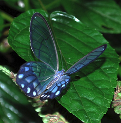 Pseudohaetera hypaesia