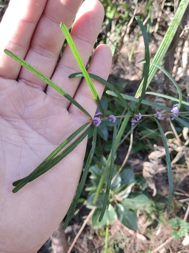 Hovea linearis