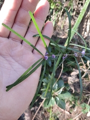 Hovea linearis
