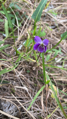 Mountain Violet