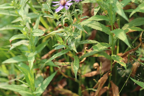 Canadanthus modestus, photograph 5