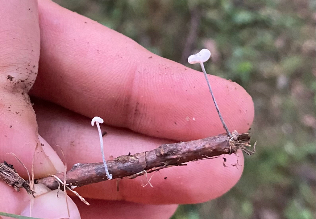 Black-stalked Marasmius · August 2026 · photo: Photo: no rights reserved · iNaturalist