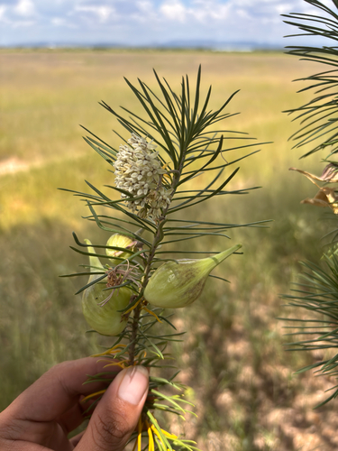 Asclepias linaria, photograph 3