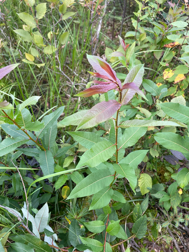 Salix pyrifolia, photograph 3