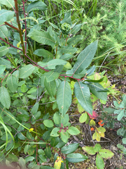 (c) Sam Turner, some rights reserved (CC BY) Salix pyrifolia, photograph (c) Sam Turner, some rights reserved (CC BY)