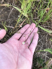 Spergula