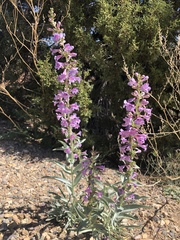 Penstemon lentus