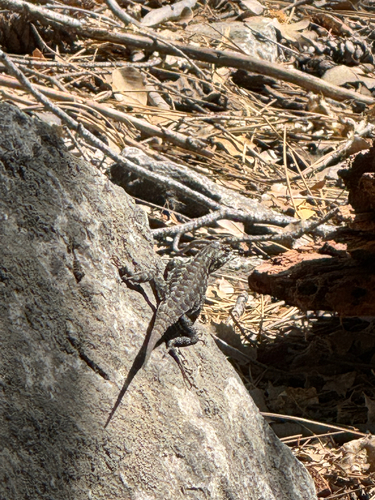 iNaturalist observation photo of Spiny Lizards