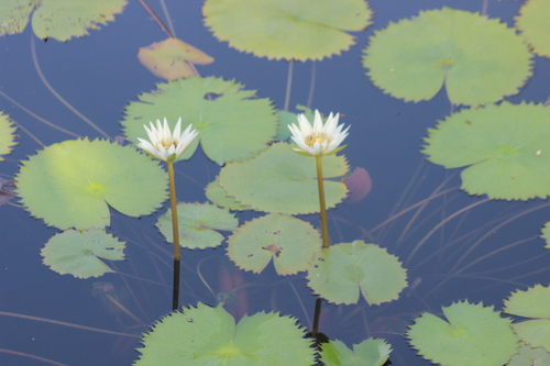 Nymphaea ampla, photograph 6