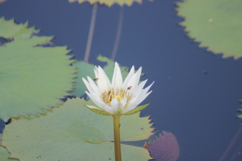 Nymphaea ampla, photograph 5