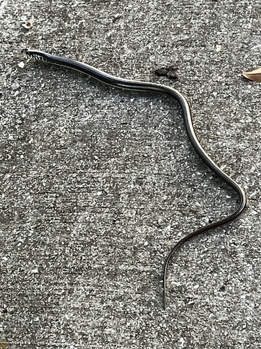 Eastern Glass Lizard observed by leeamos
