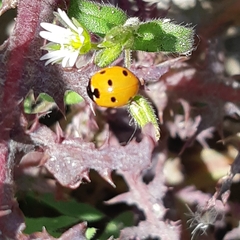 Coccinella septempunctata