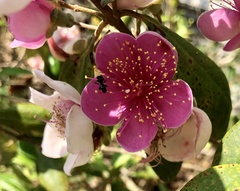 Rhodomyrtus tomentosa