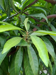 Pouteria campechiana