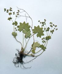 Alchemilla tichomirovii