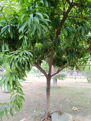 Pouteria campechiana