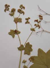 Alchemilla tichomirovii