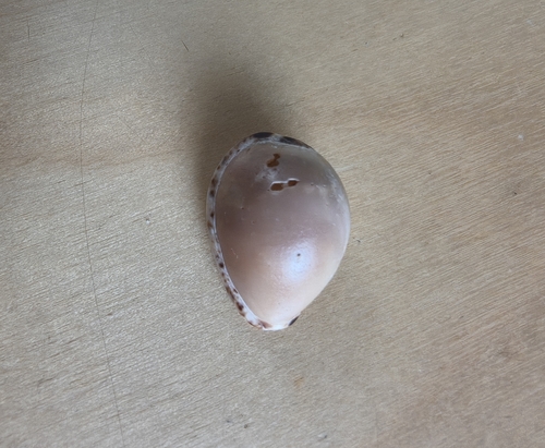 Cypraea angustata observed 2026-08-11