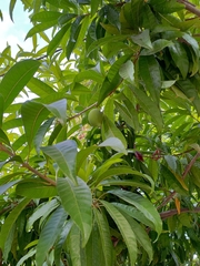 Pouteria campechiana