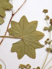 Alchemilla tichomirovii