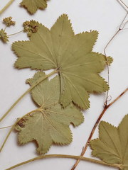 Alchemilla tichomirovii