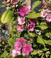 Rhodomyrtus tomentosa