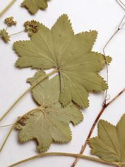 Alchemilla tichomirovii