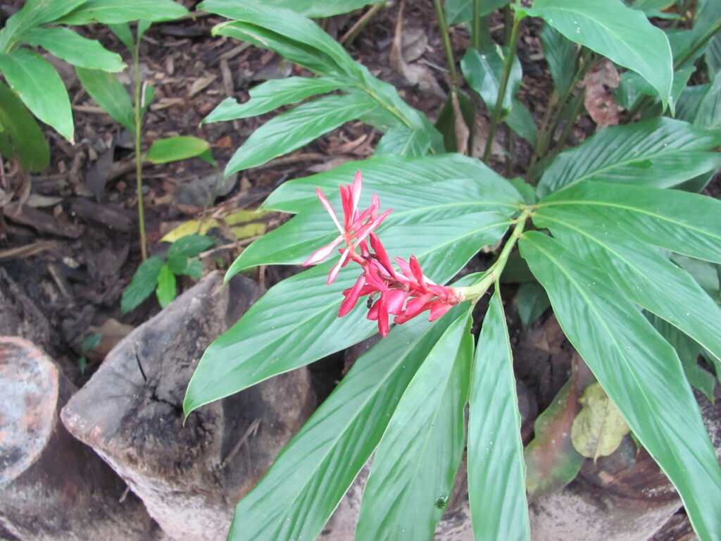 Alpinia purpurata, São Luís - MA, Brasil