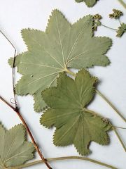Alchemilla tichomirovii