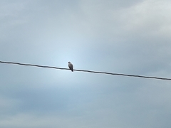 Rostrhamus sociabilis