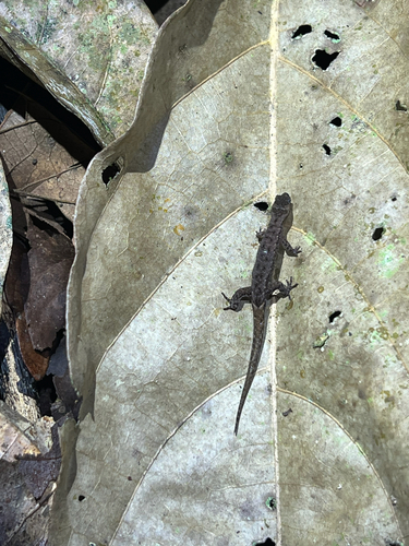 Chocoan Dwarf-Gecko, Lepidoblepharis peraccae
