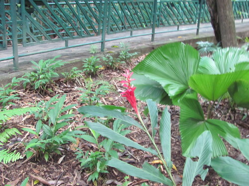 Alpinia purpurata