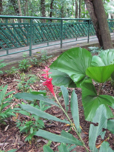 Alpinia purpurata