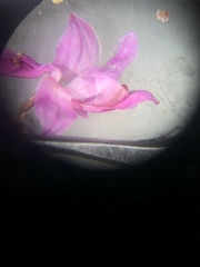Calopogon