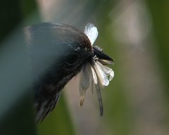 Ischnura cervula