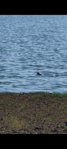 Central Neotropical River Otter