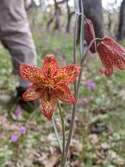 Fritillaria gentneri