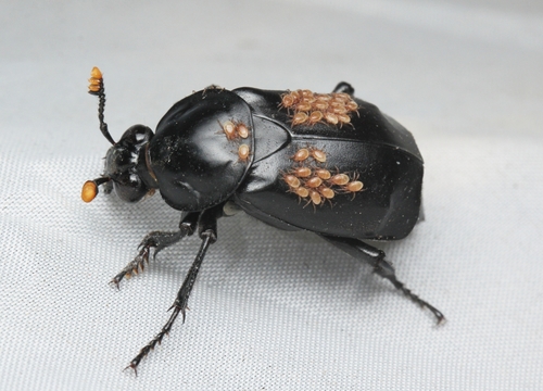 Nicrophorus concolor