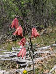 Fritillaria gentneri